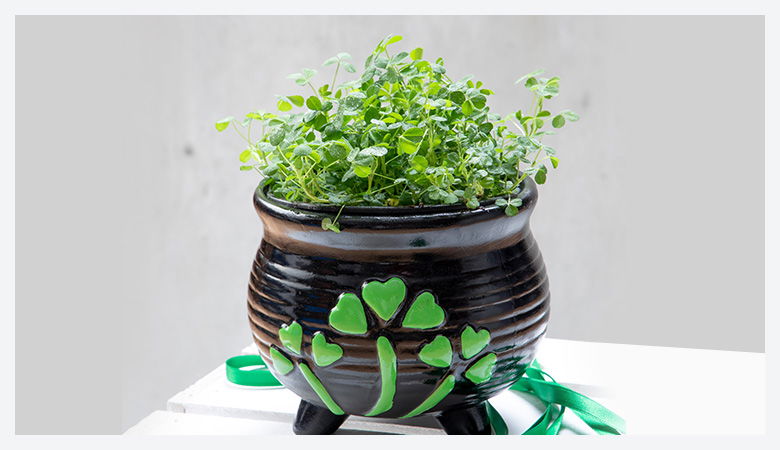 Click through to St. Patrick's Day